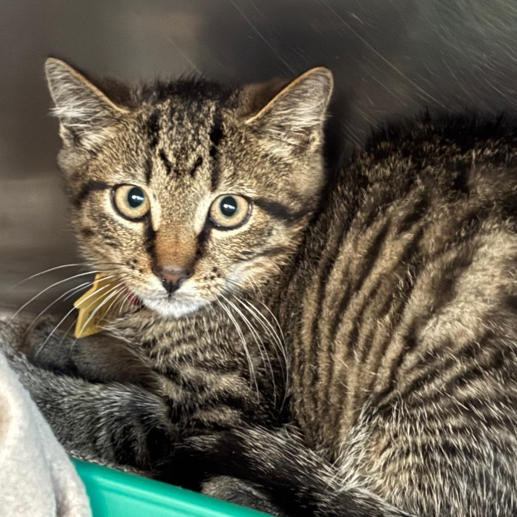 Odysseus-Tiny Spirit Kitten