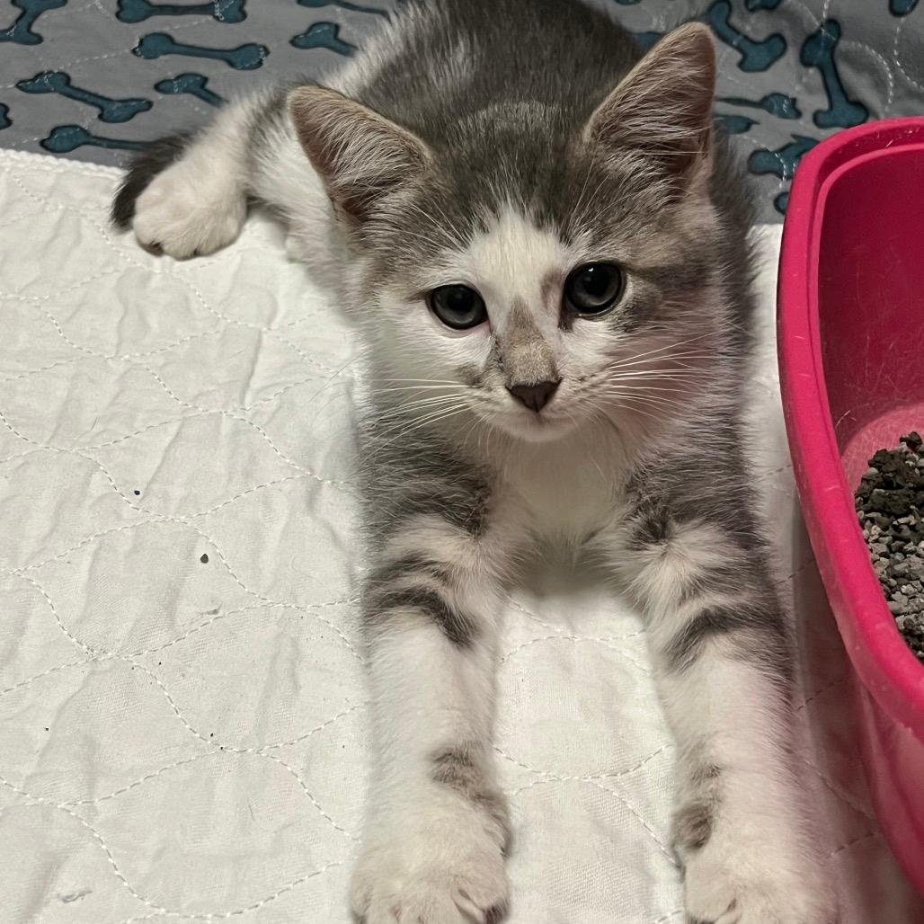Shyla