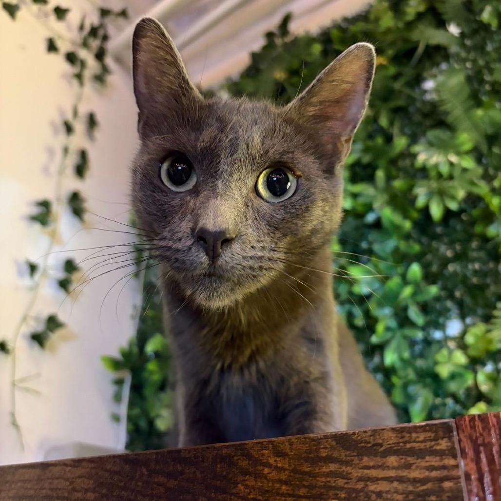 Coby (cat café adoption)