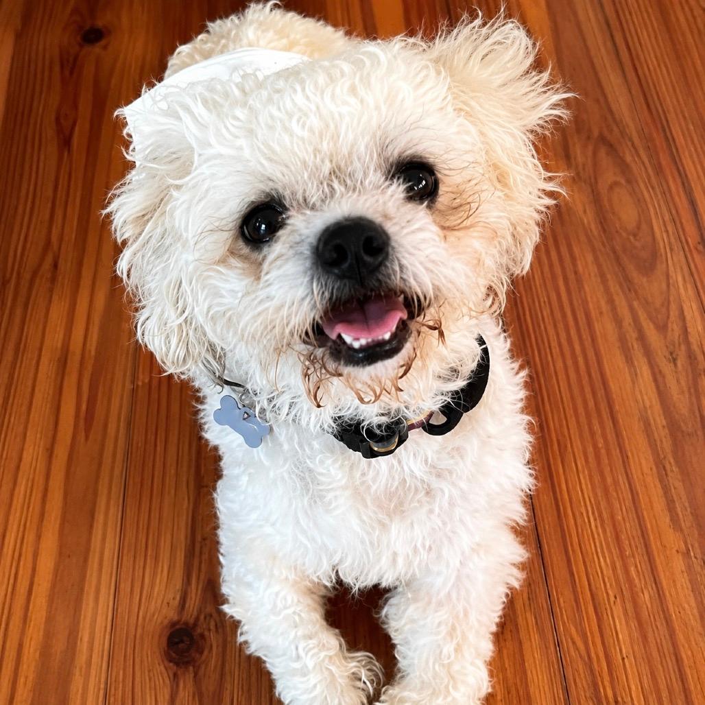 Benji (Benefactor Dog)