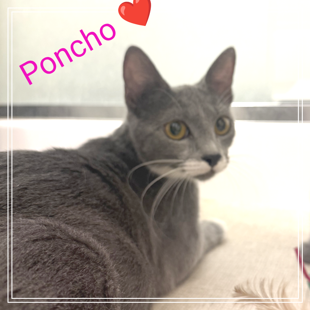 Poncho