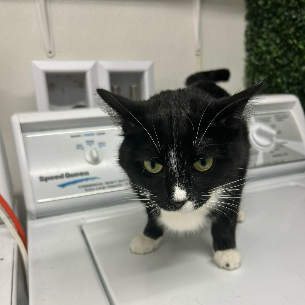 Tonka *Meet me at Eagan Petsmart*