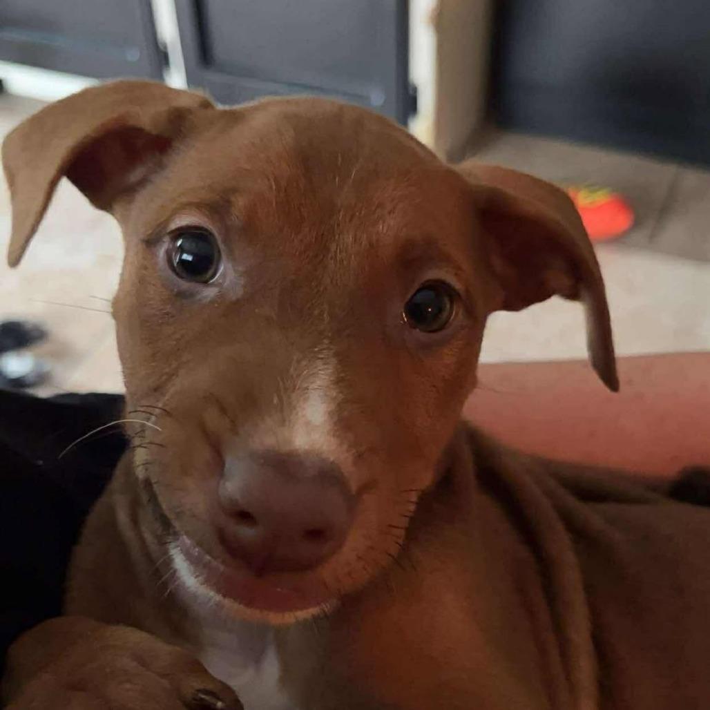 Penelope