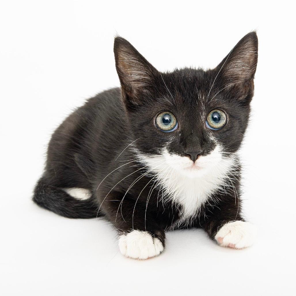 Mittens