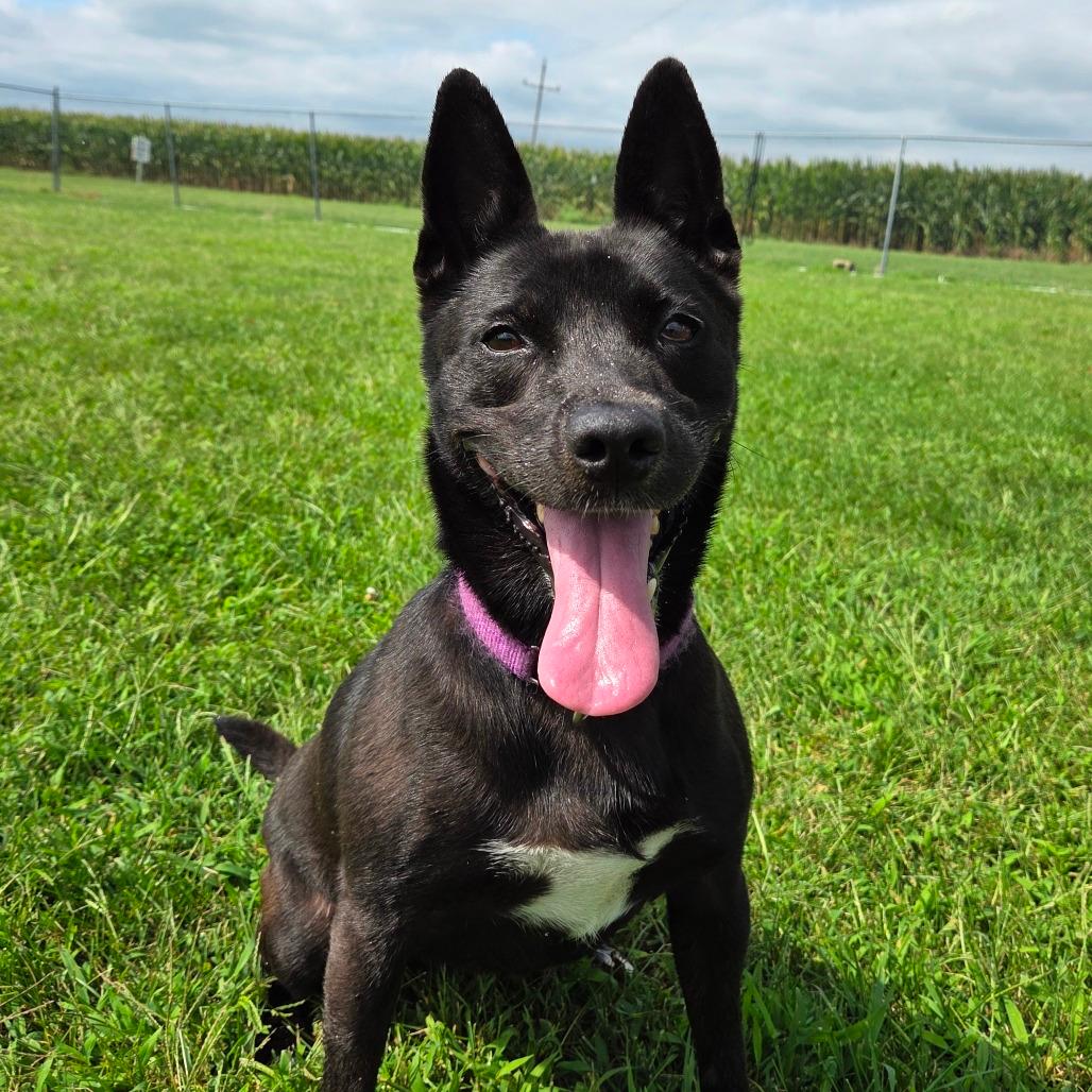 Koda
