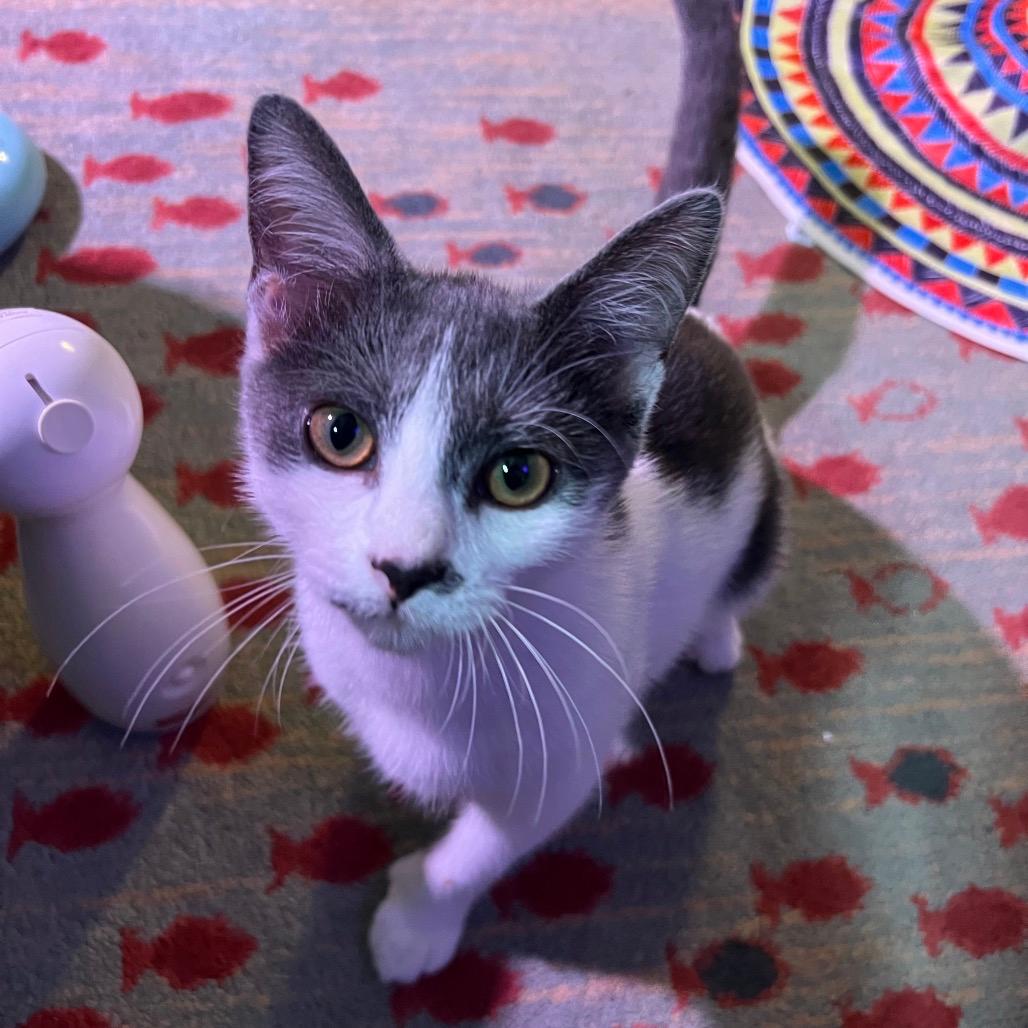 Macy (A Polydactyl!)