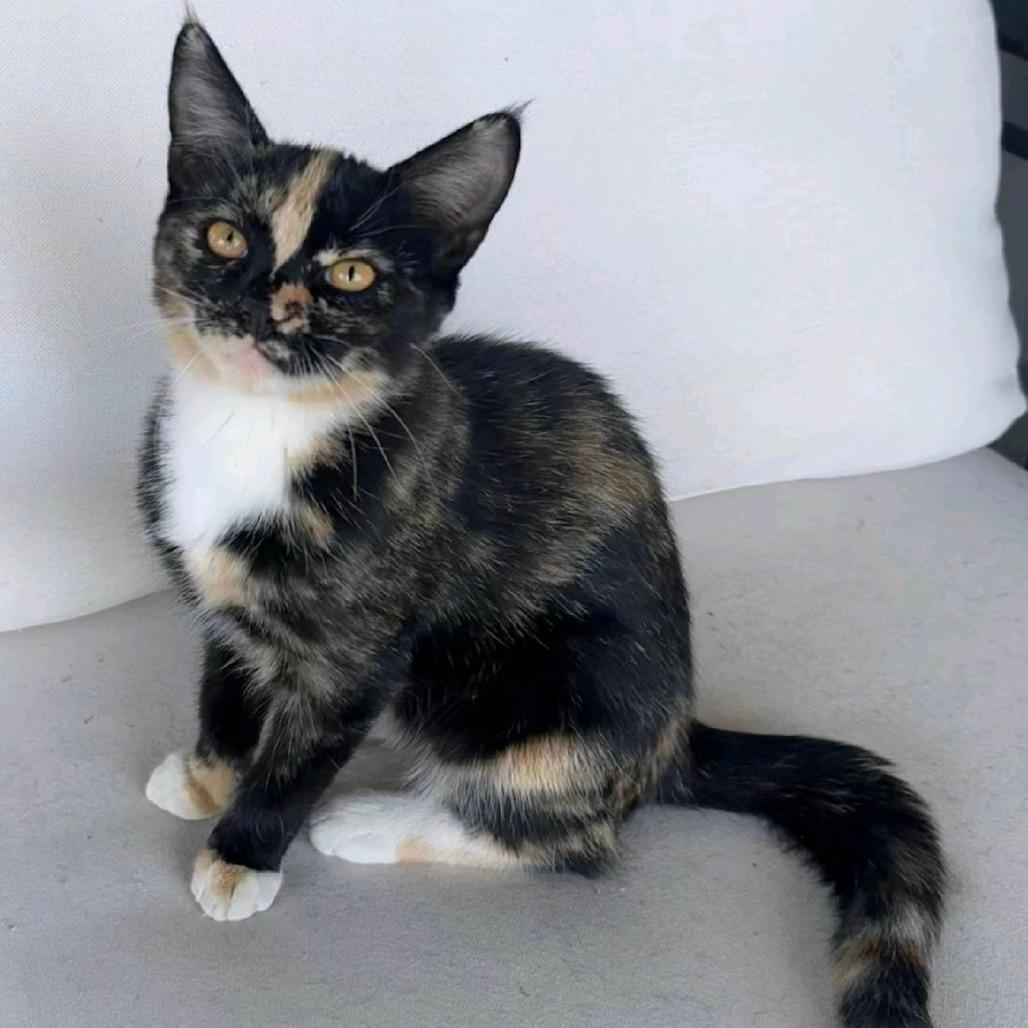 Bowie