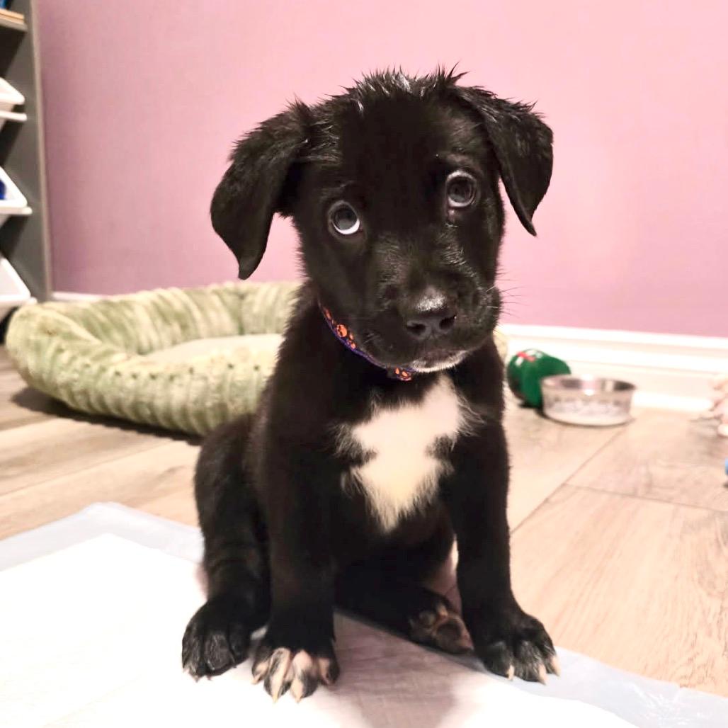 Arlo