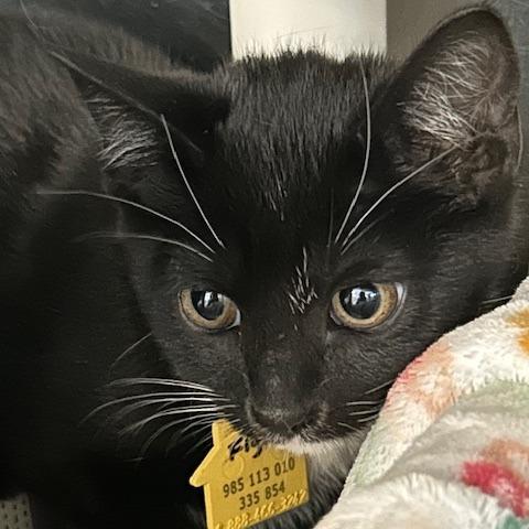 Figaro- Tiny Spirit Kitten