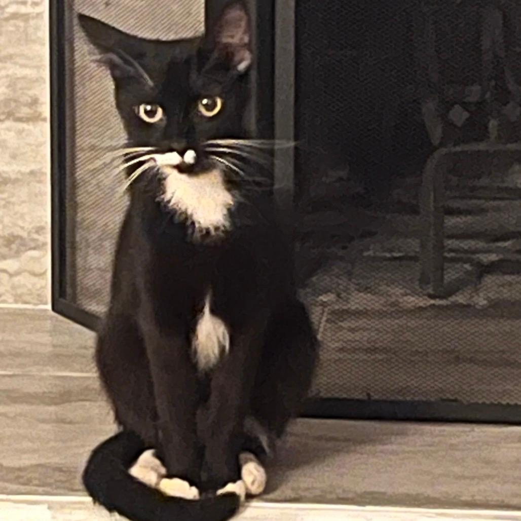 Sailor Cat Junie