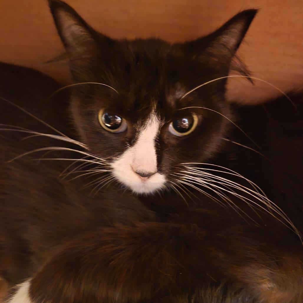 Sailor Cat Starboard