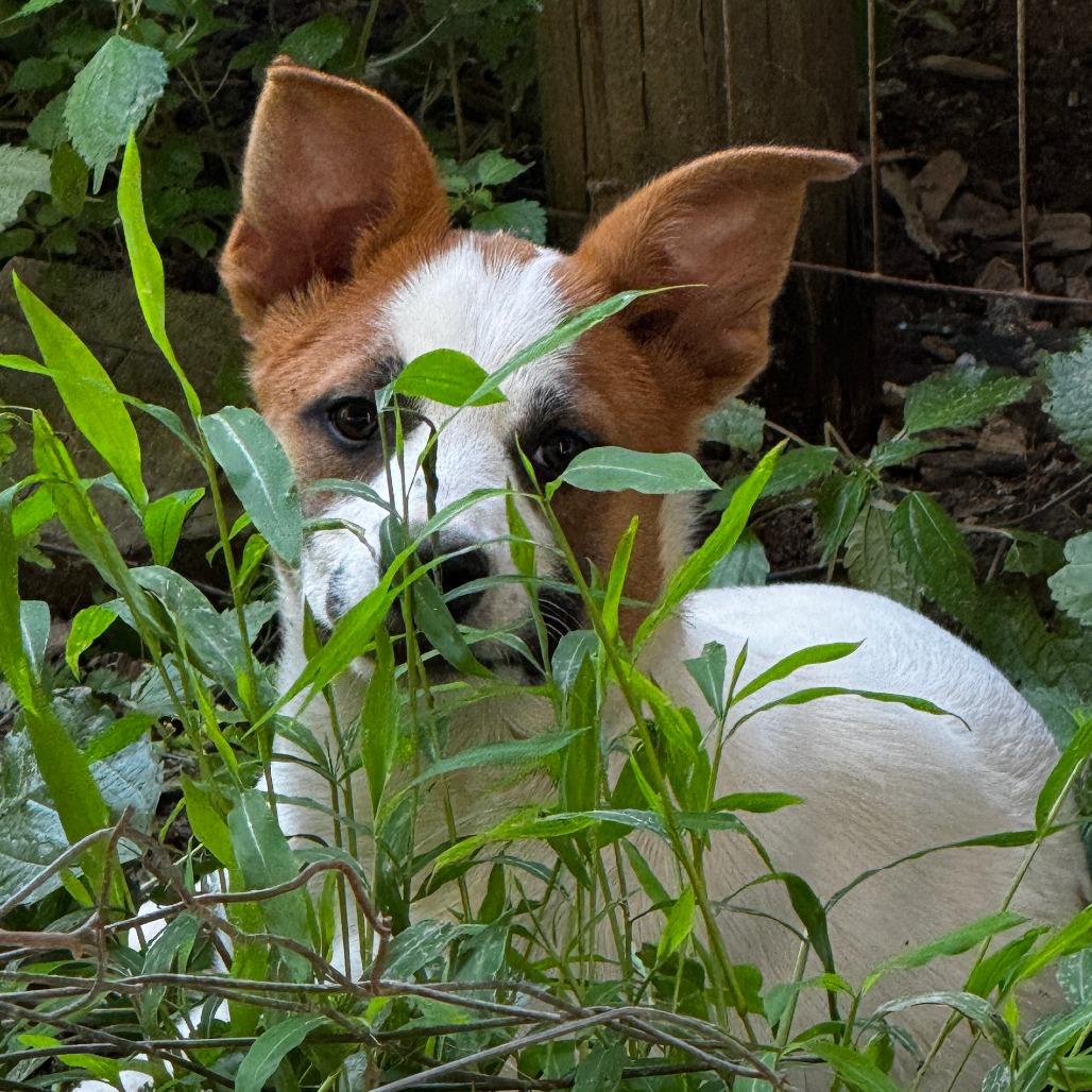 NY Argentina (Foster in Stormville NY)