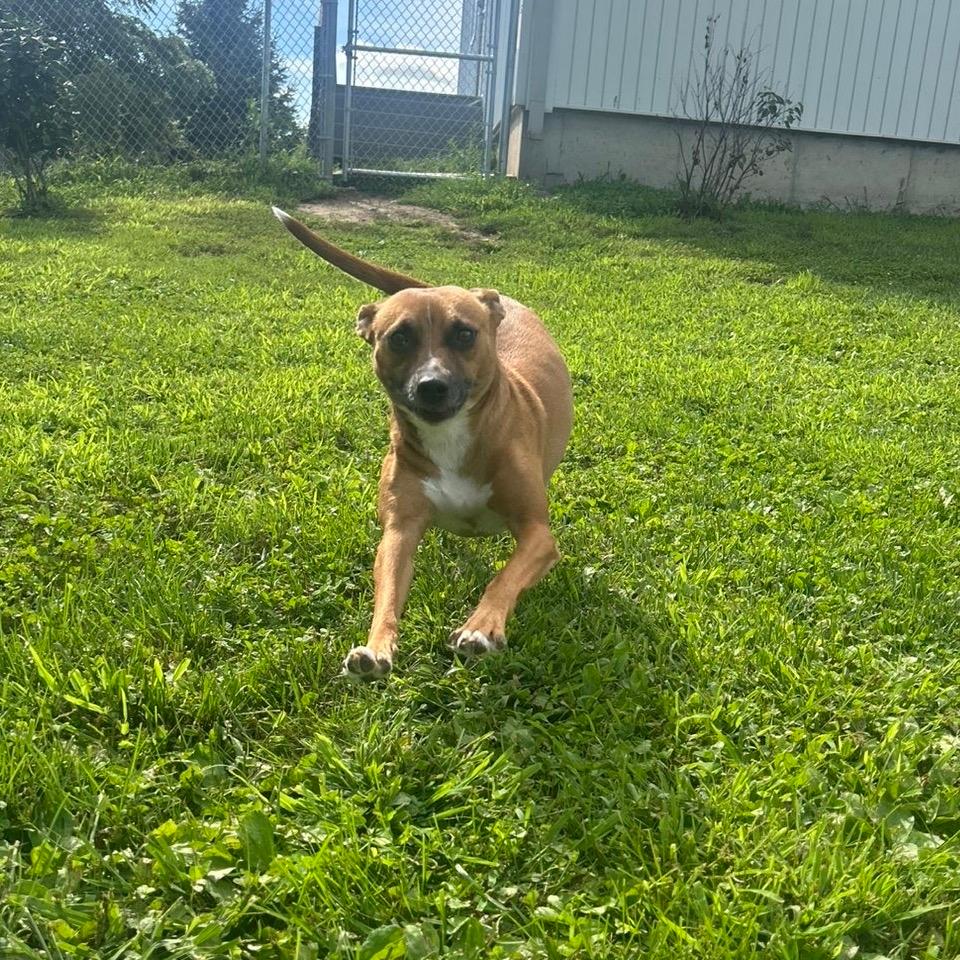 Josie