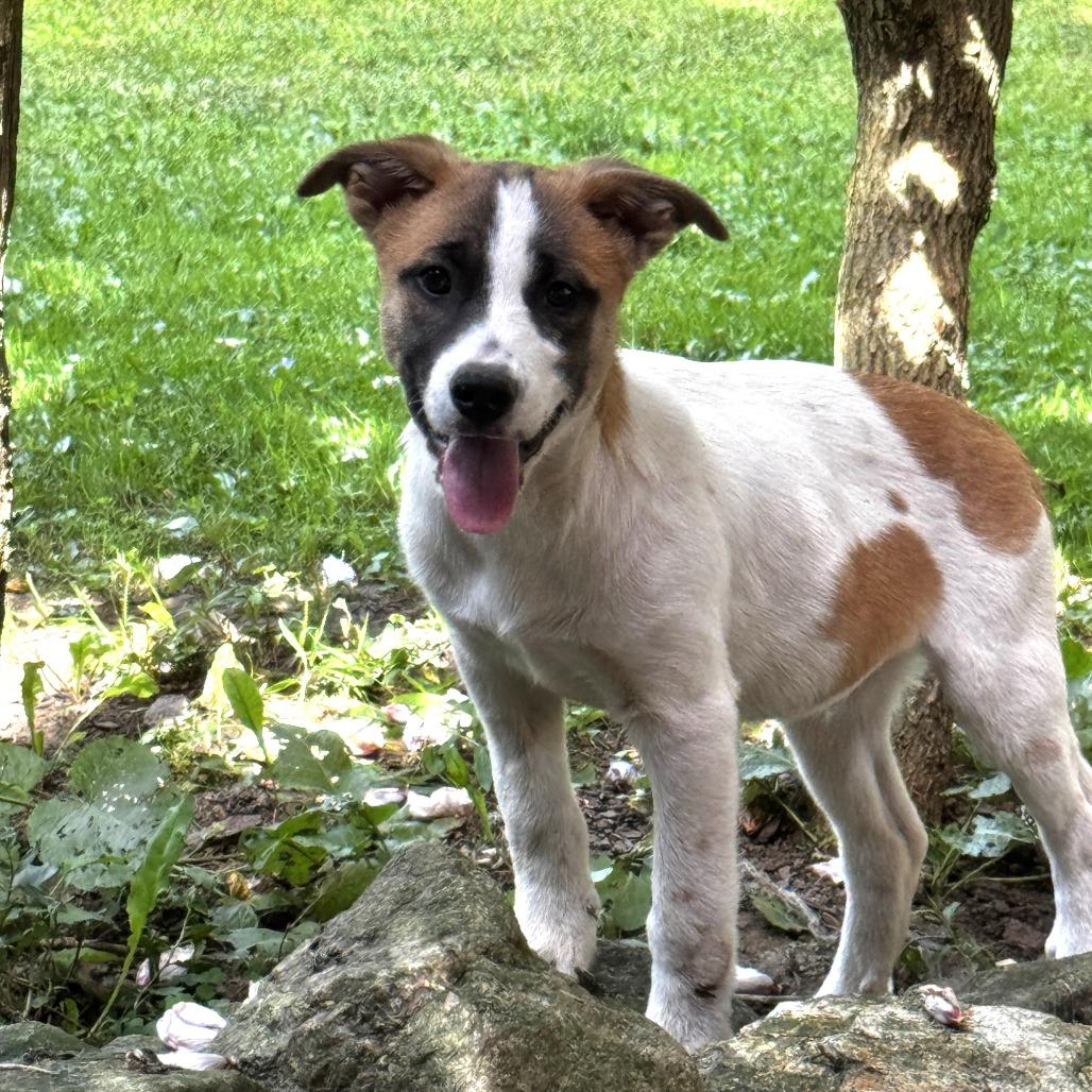 NY Brazil (Foster in Stormville NY)