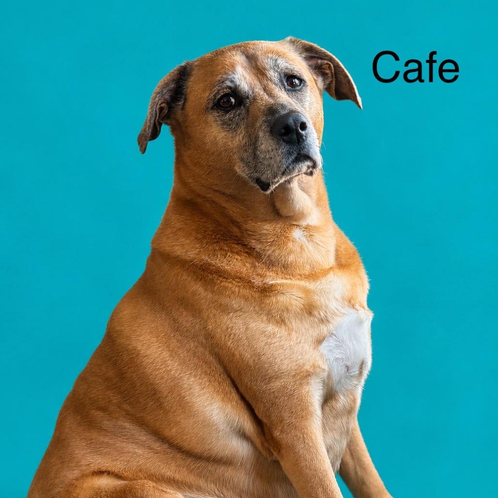Cafe-Sadie