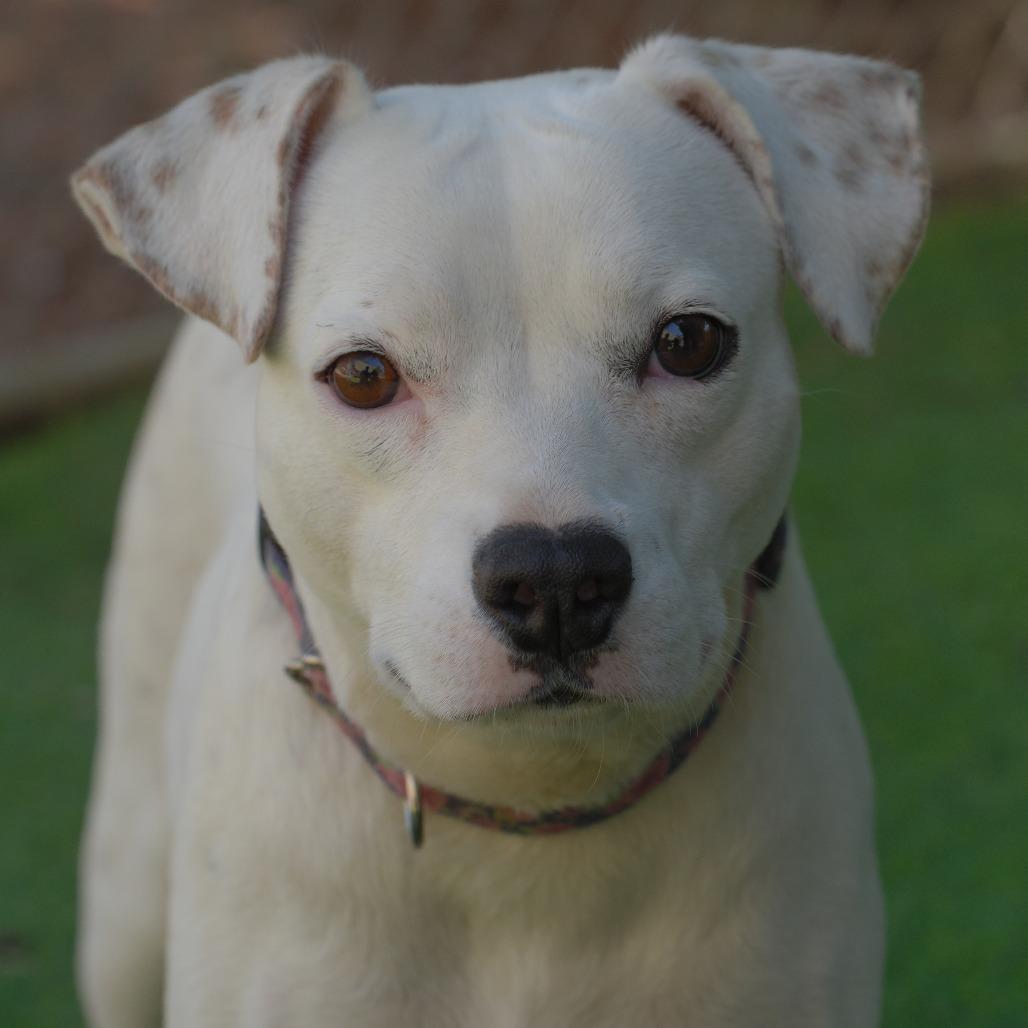 Paloma