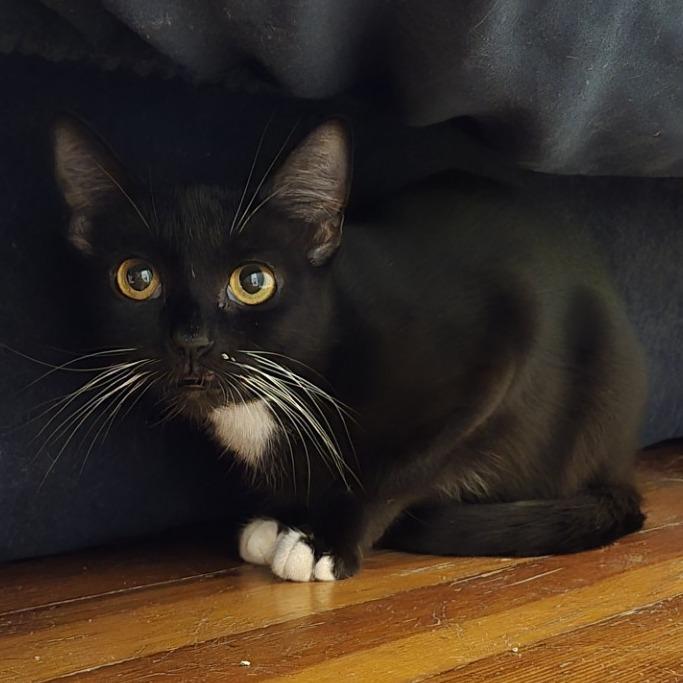 Sailor Cat Port