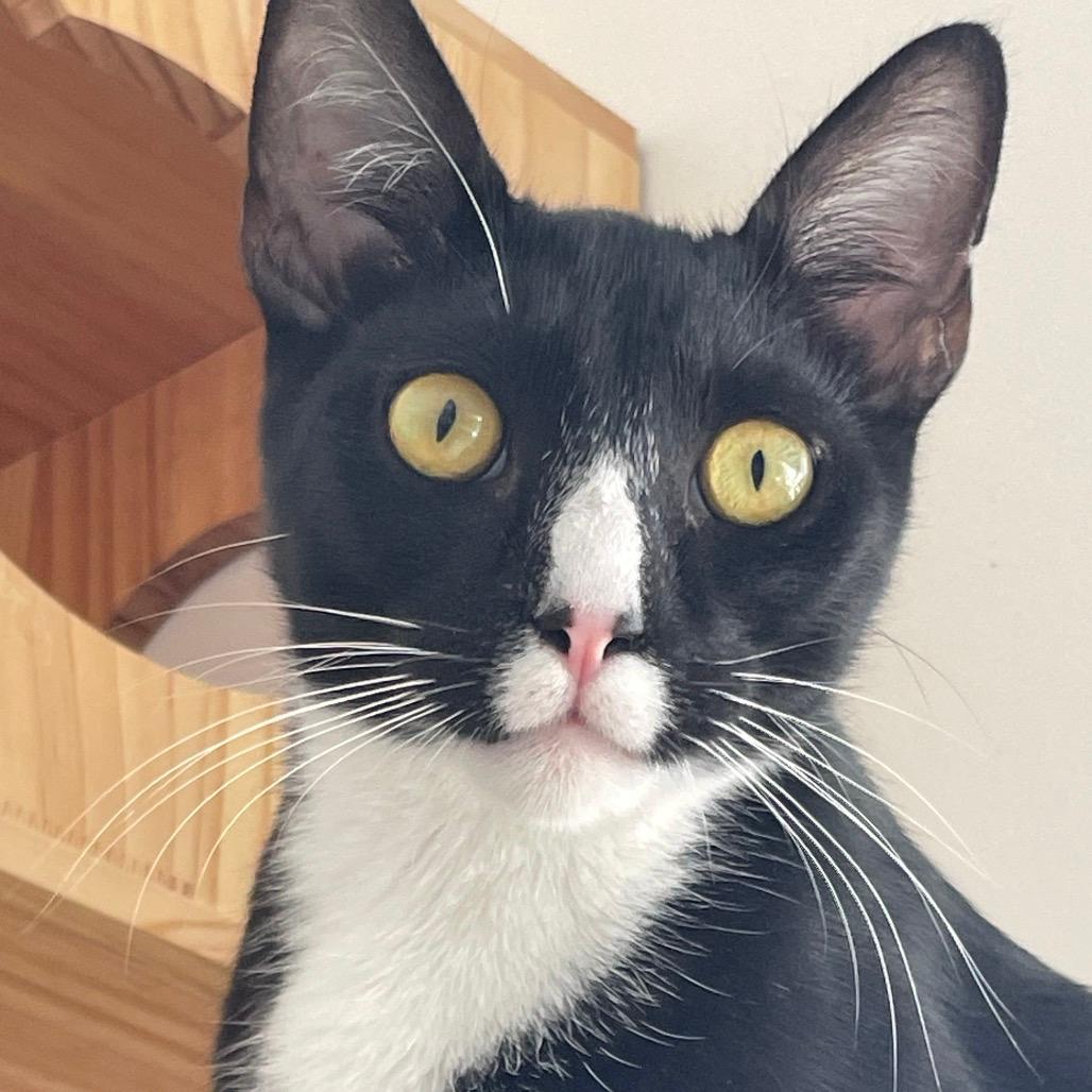 Yakko