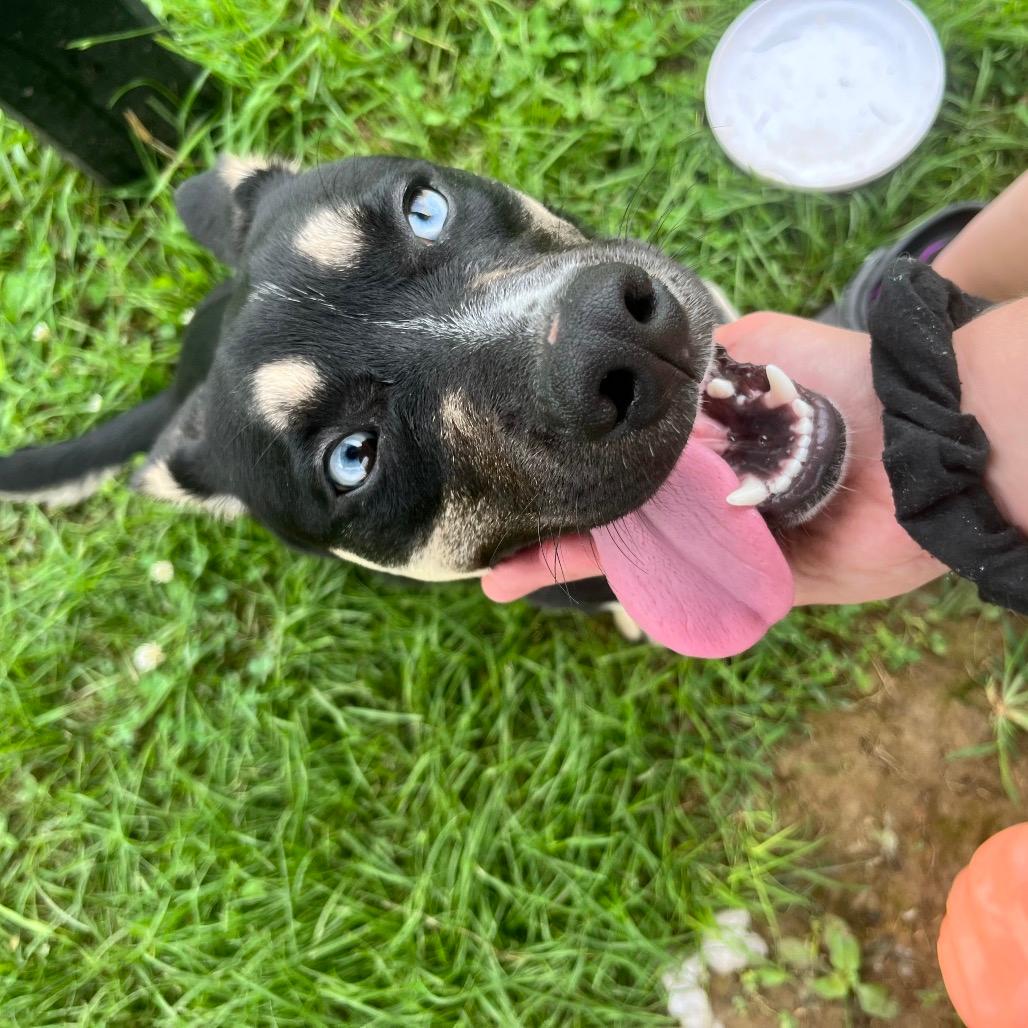 Simon