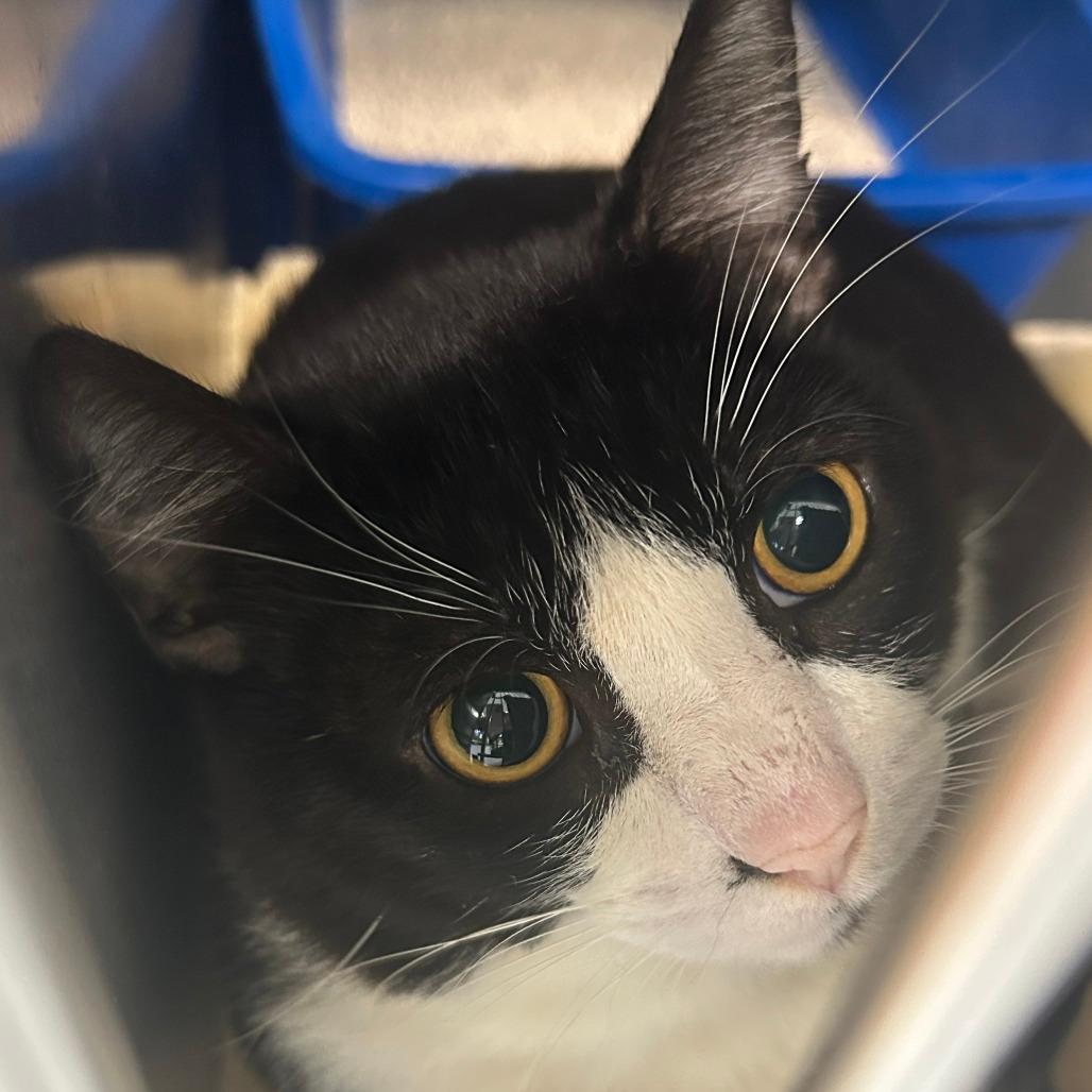 Sailor Cat Voyager