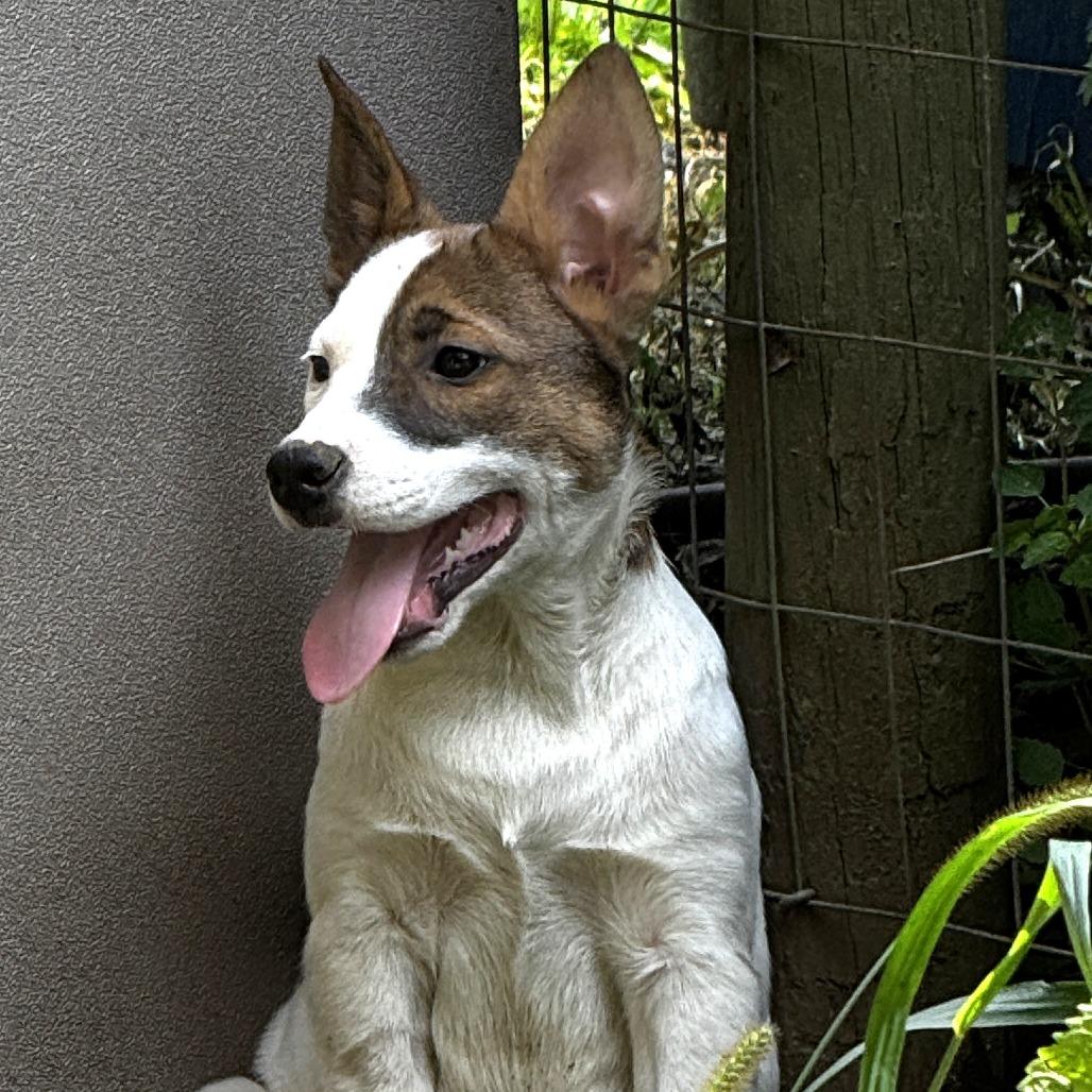 NY Venezuela (Foster in Stormville NY)