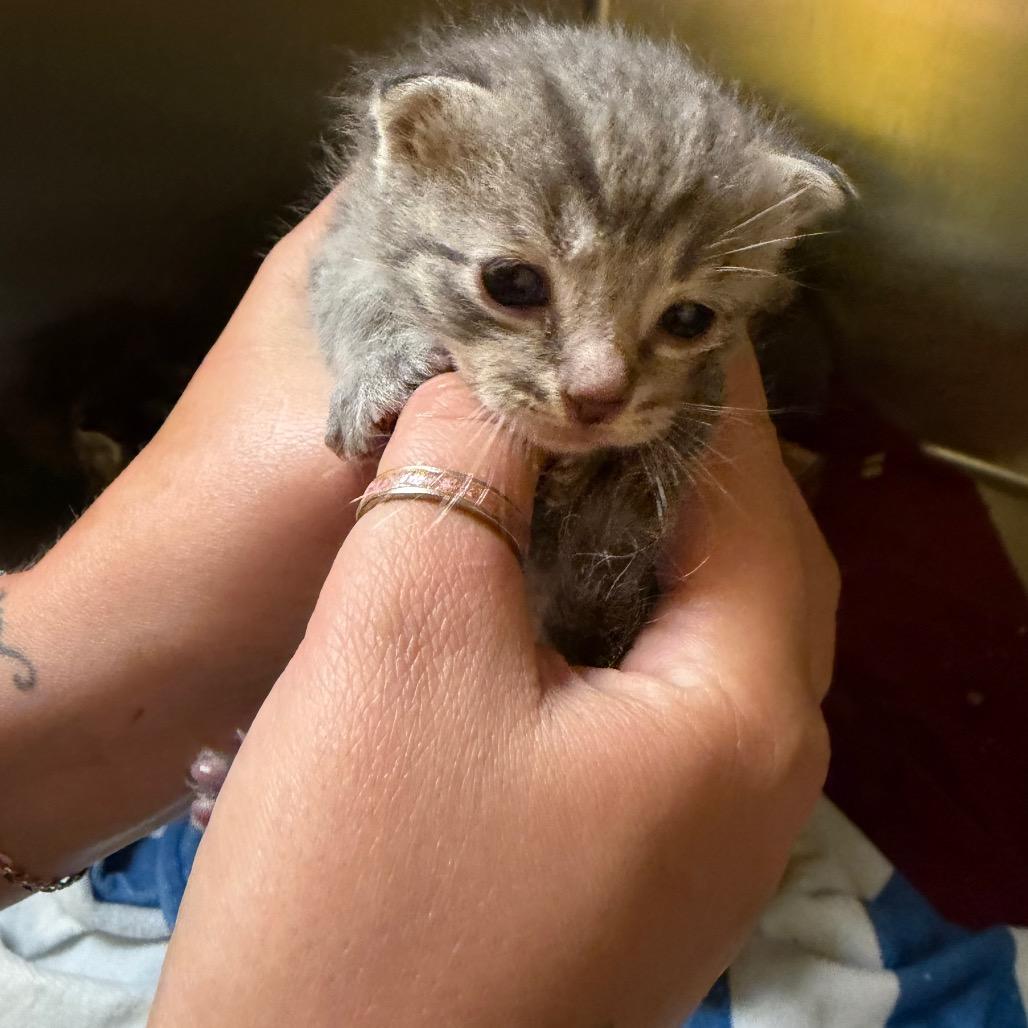 kitten 4