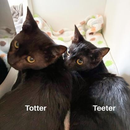 Teeter