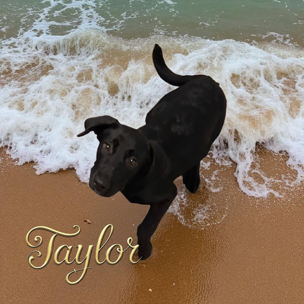 Taylor