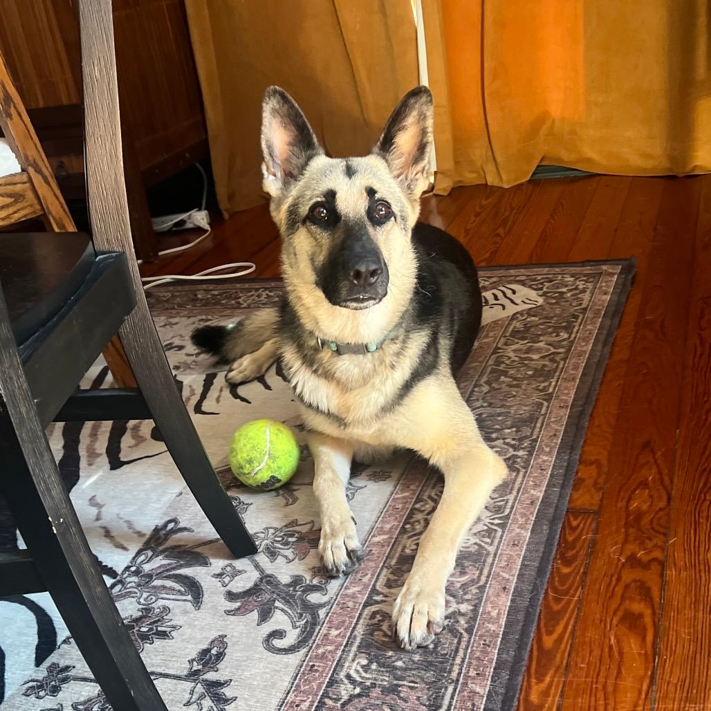 Hazel Basil (Reduced Rover)