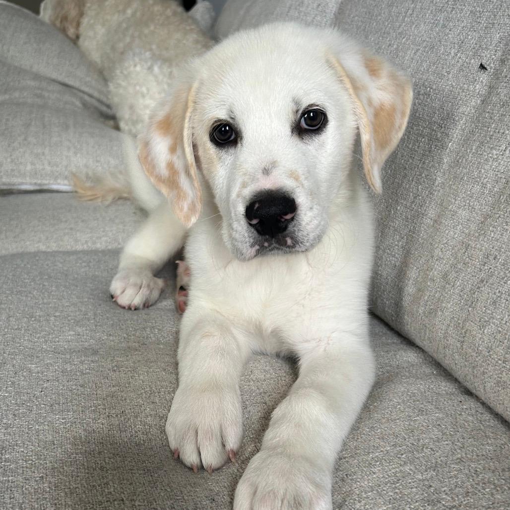 CLYDE