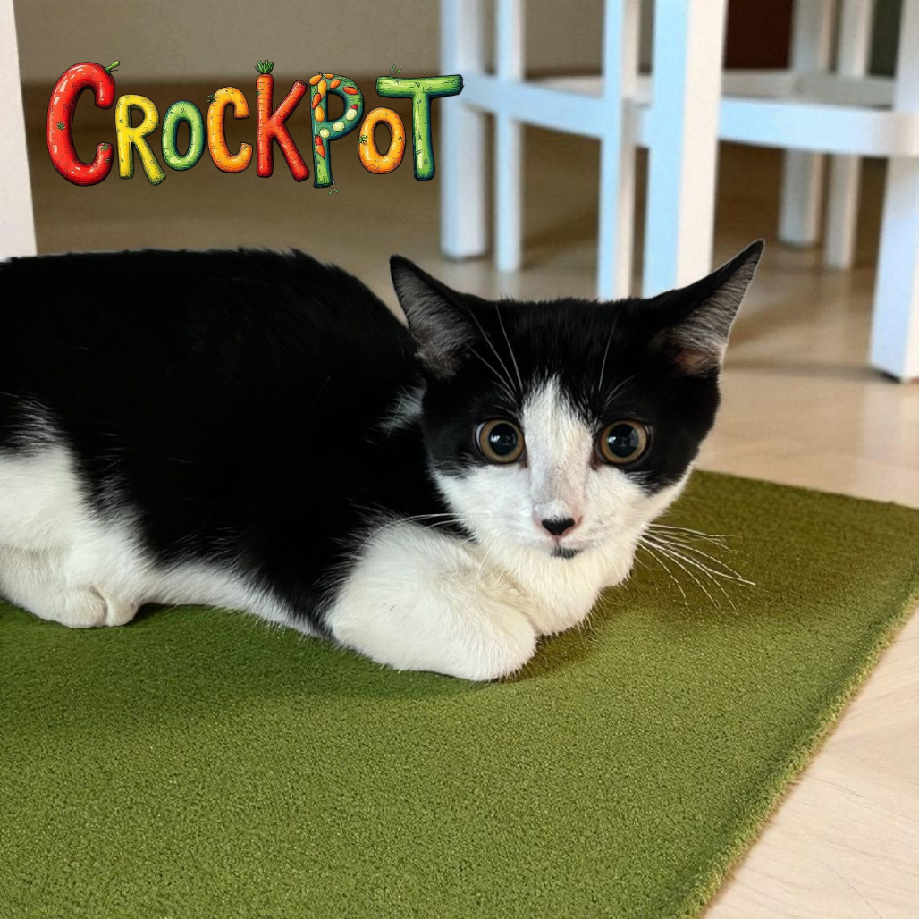 Crockpot