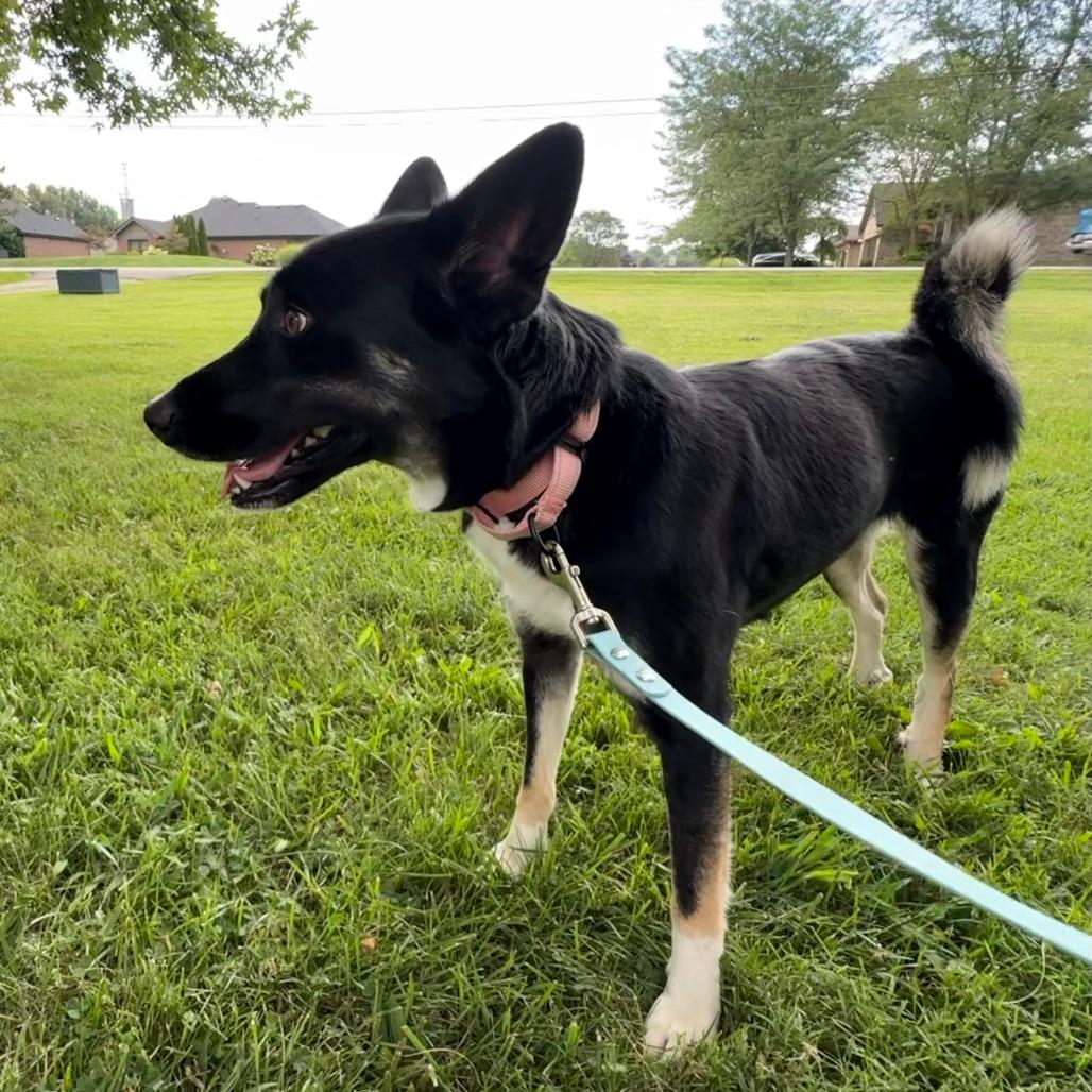Heidi 