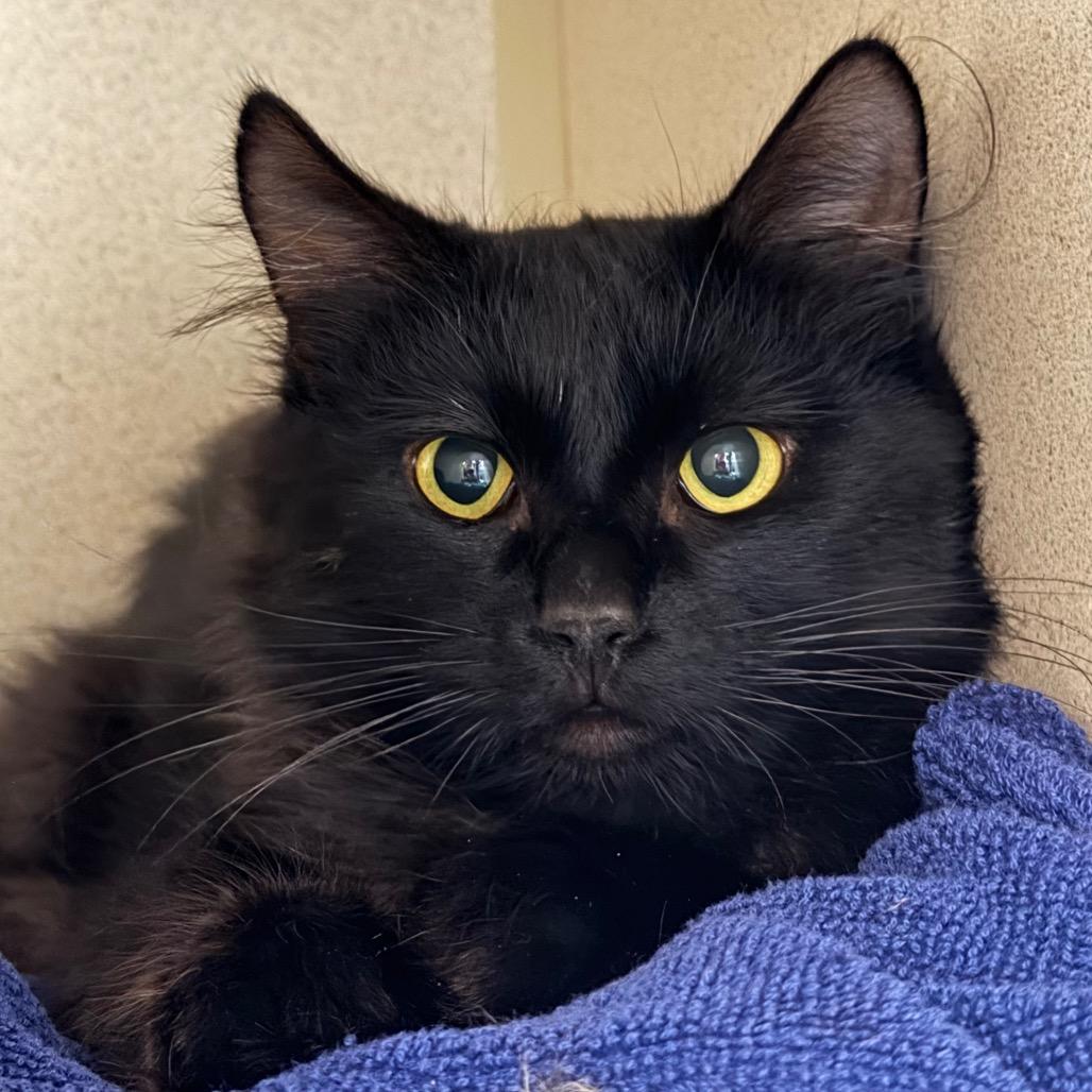 Noche-semi feral 