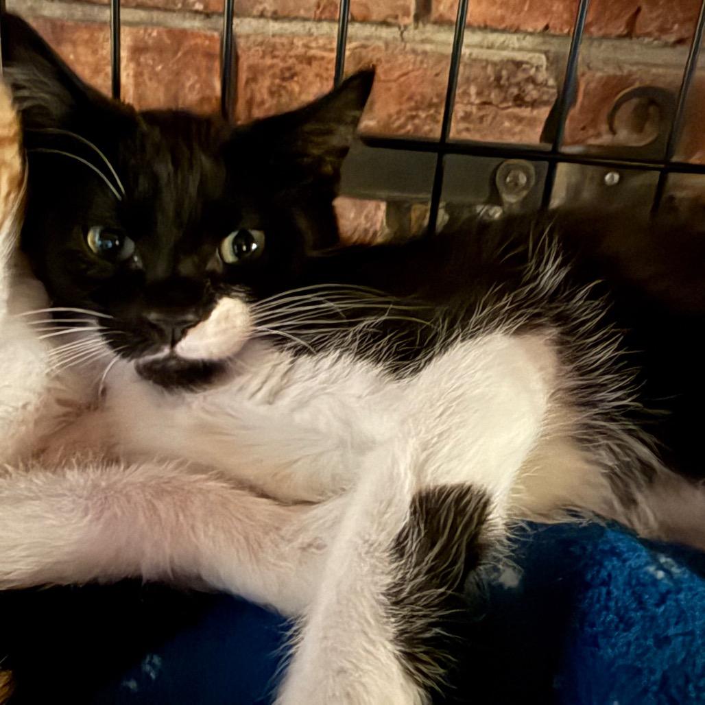 Oreo