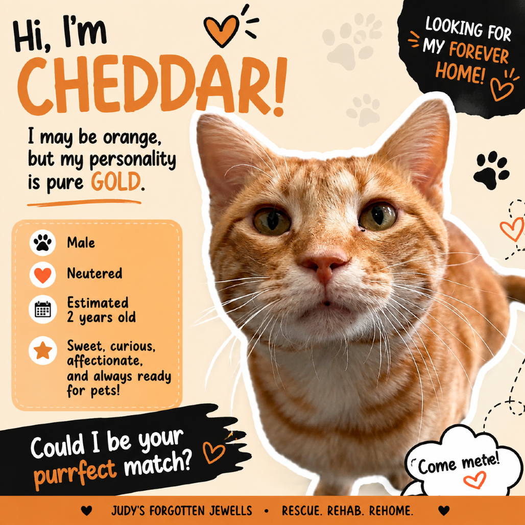 Cheddar