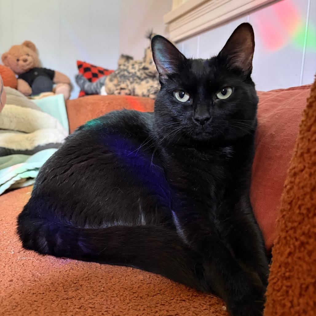 Nala-In Foster