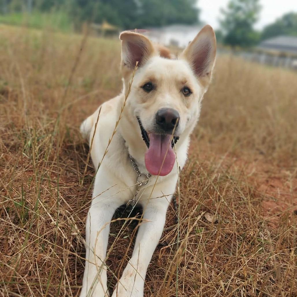 Simba