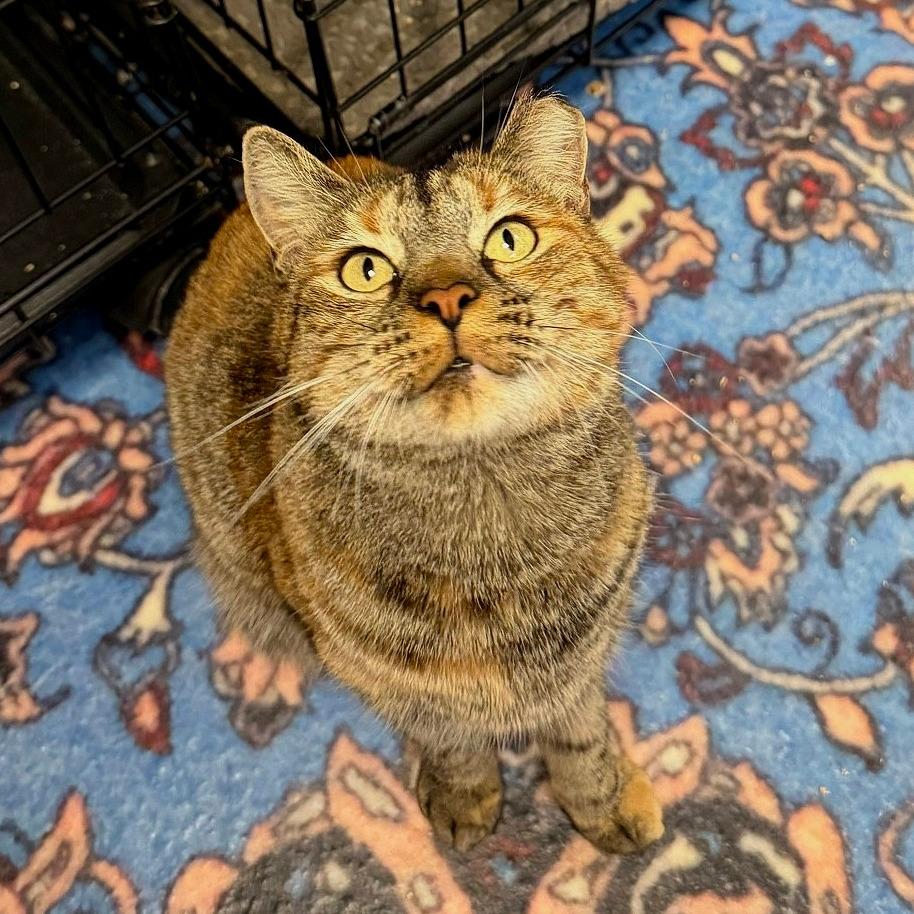 Bindi