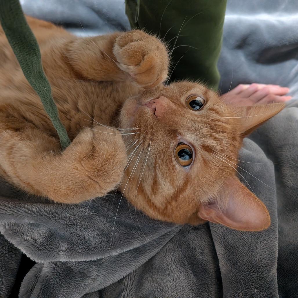Frodo