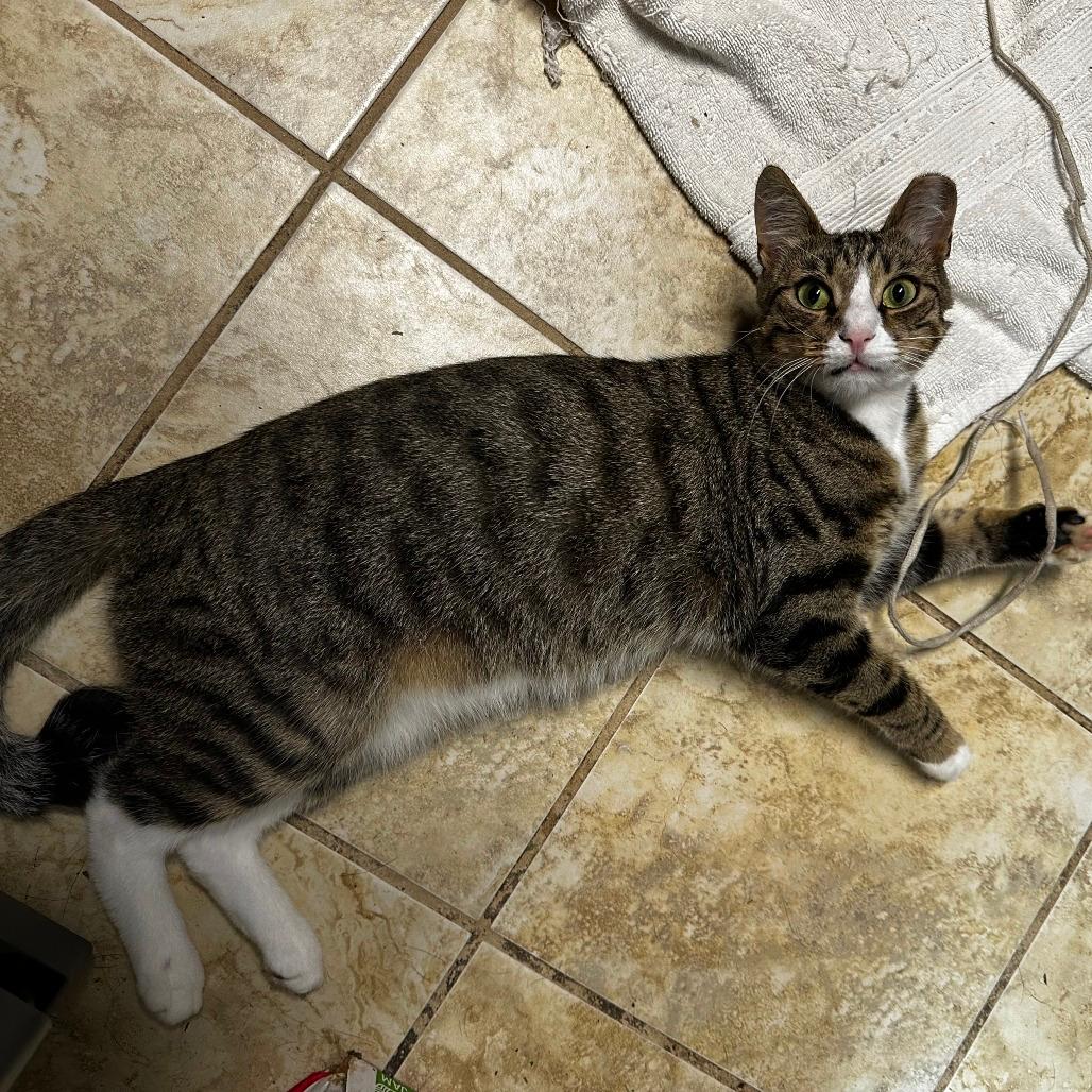 Benji