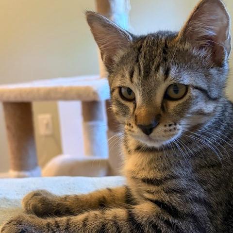 Watson