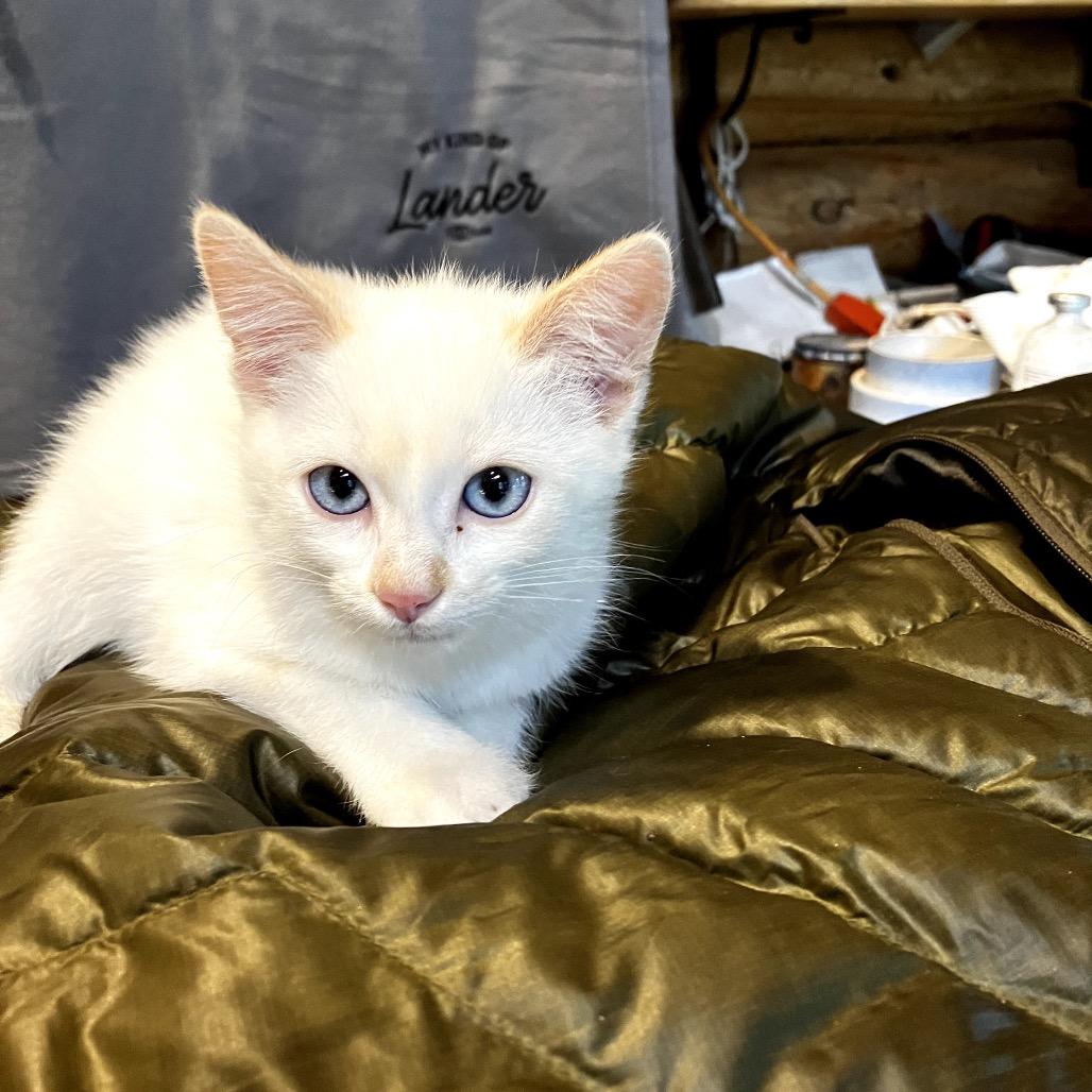 Lazarus