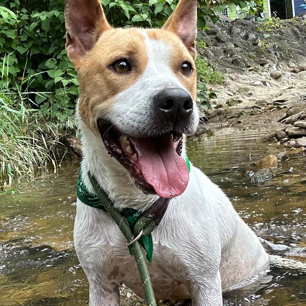 Chester