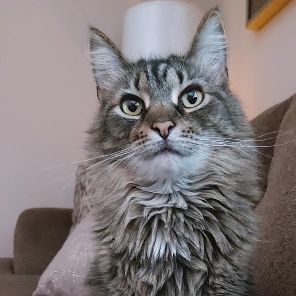 Amelia