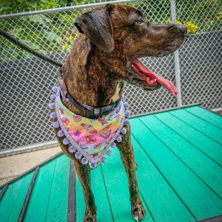 Lisa Frank