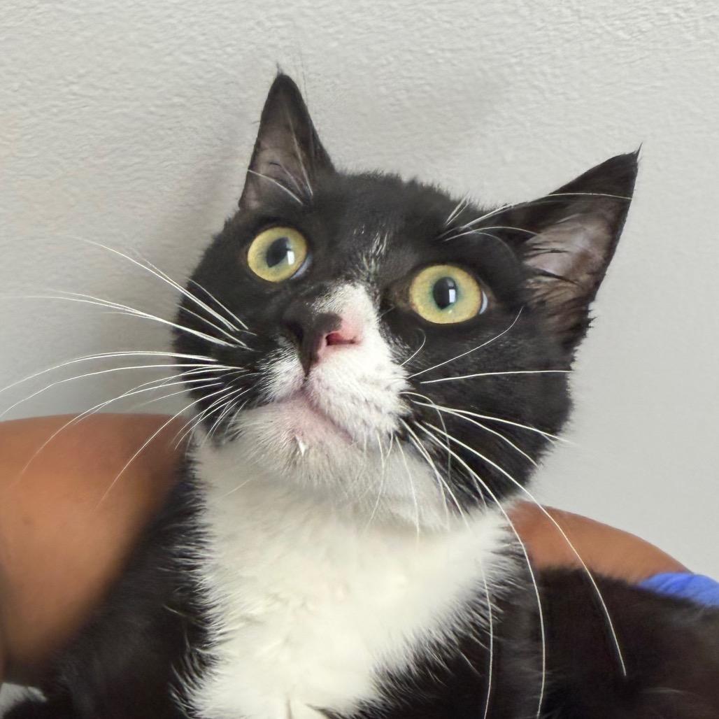 Oreo