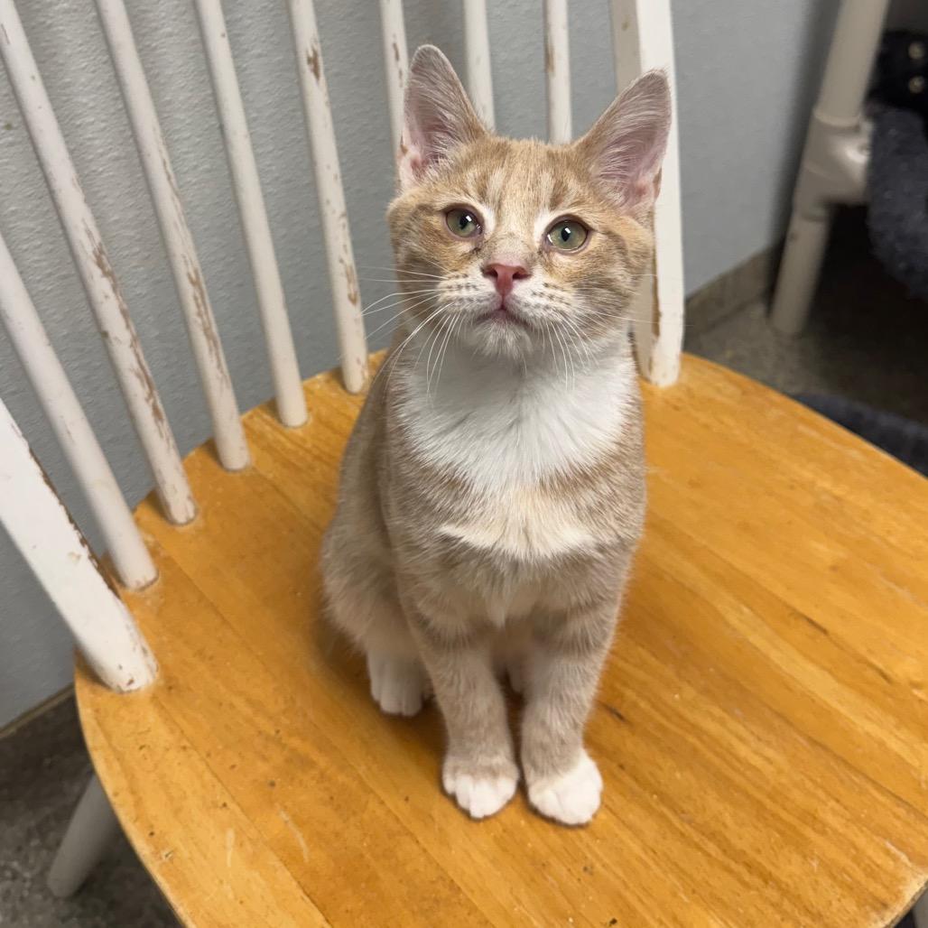 Benji
