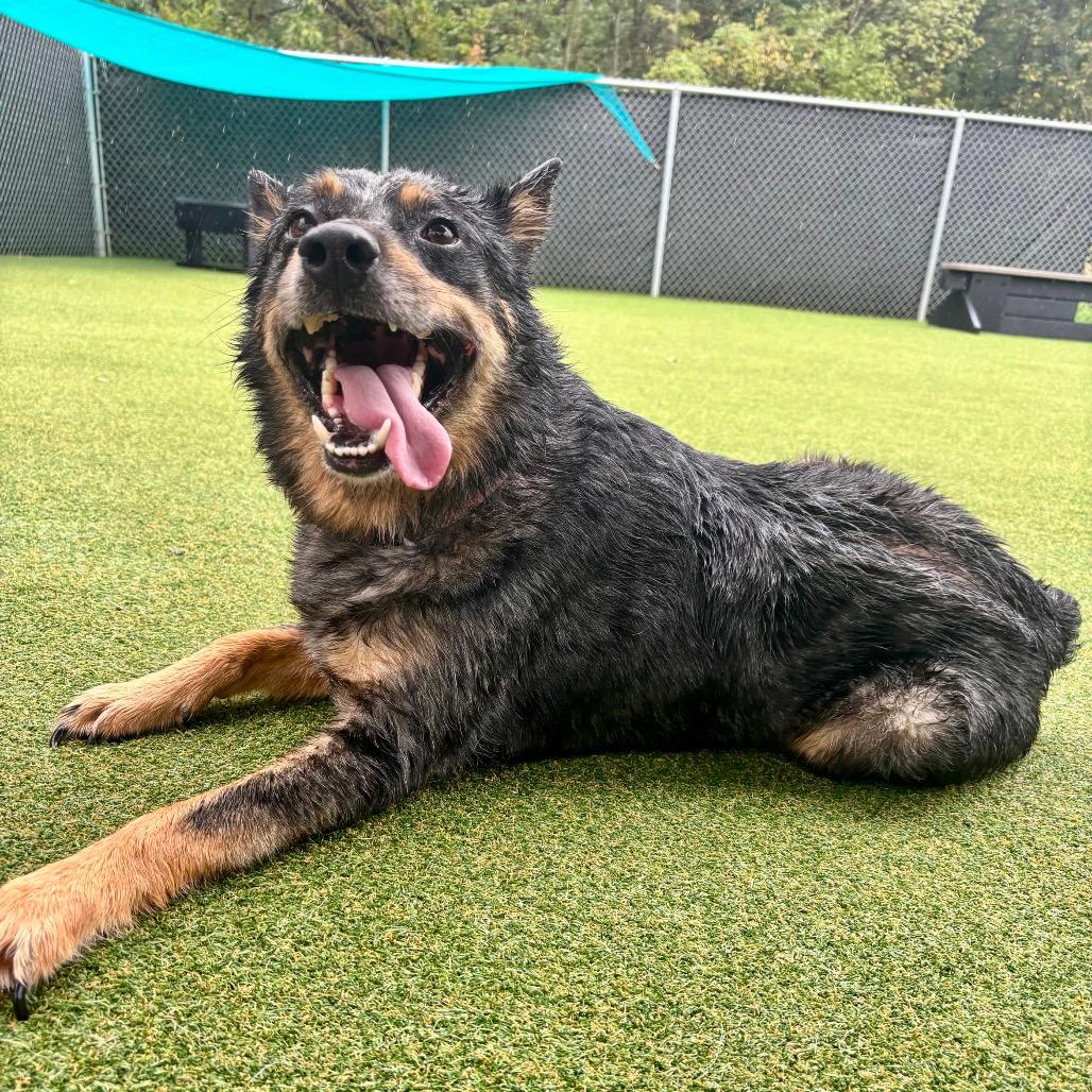 Scout
