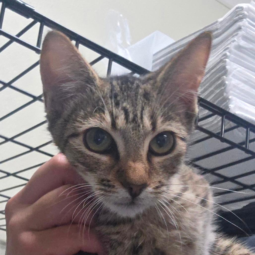 Mitzi