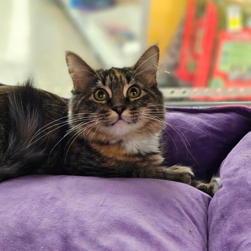 Piper